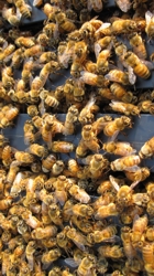 honeybees producing honey