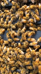 honeybees producing honey