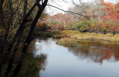 apiary on pristine estuary and nature preserve